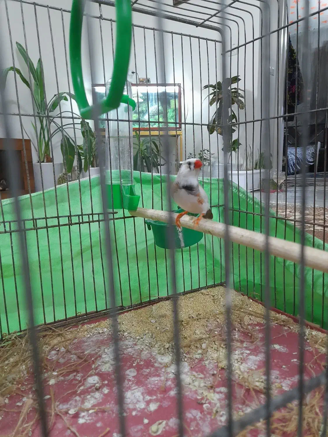 فنج|پرنده|اراک, |دیوار