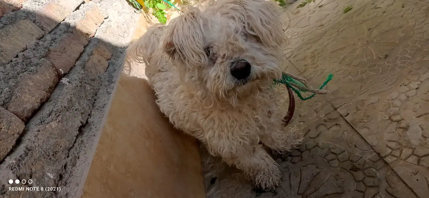 سگ خانگی|سگ|اهر, |دیوار