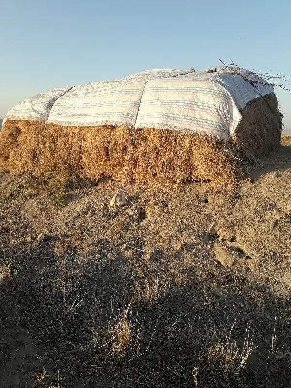 فروش یونجه درمشگین شهر|خدمات باغبانی و درختکاری|اردبیل, |دیوار