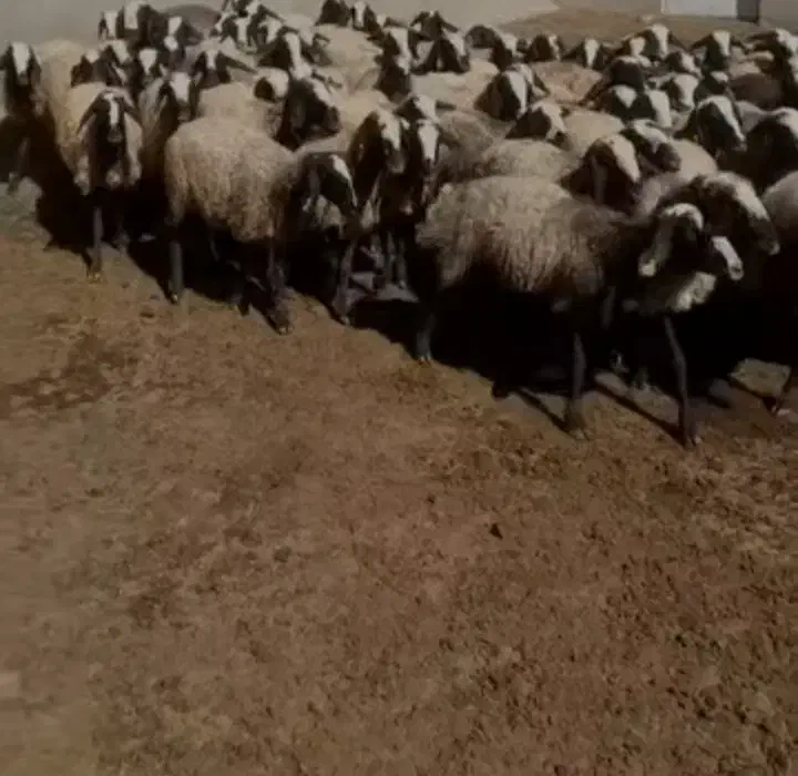 فروش میش اصیل شال|حیوانات مزرعه|شال, |دیوار