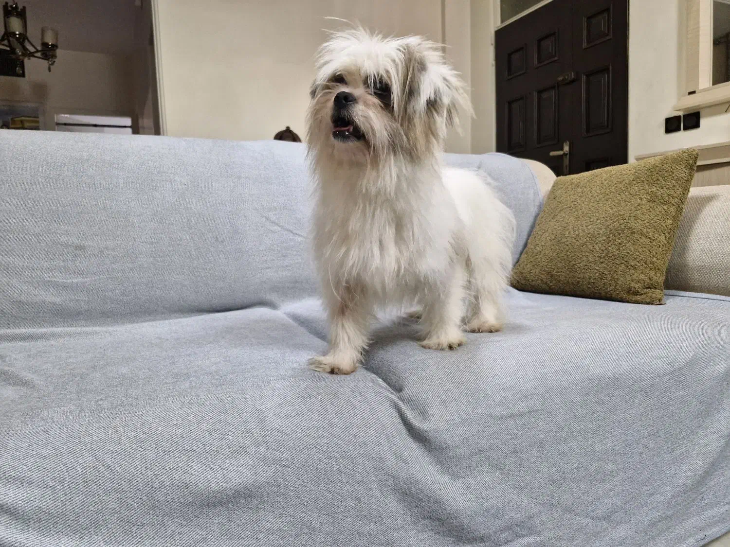 ماده شیتزو دو ساله|سگ|کرج, مهرویلا جنوبی|دیوار