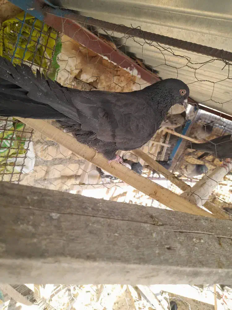 کبوتراصفهانی|پرنده|خمینیشهر, |دیوار