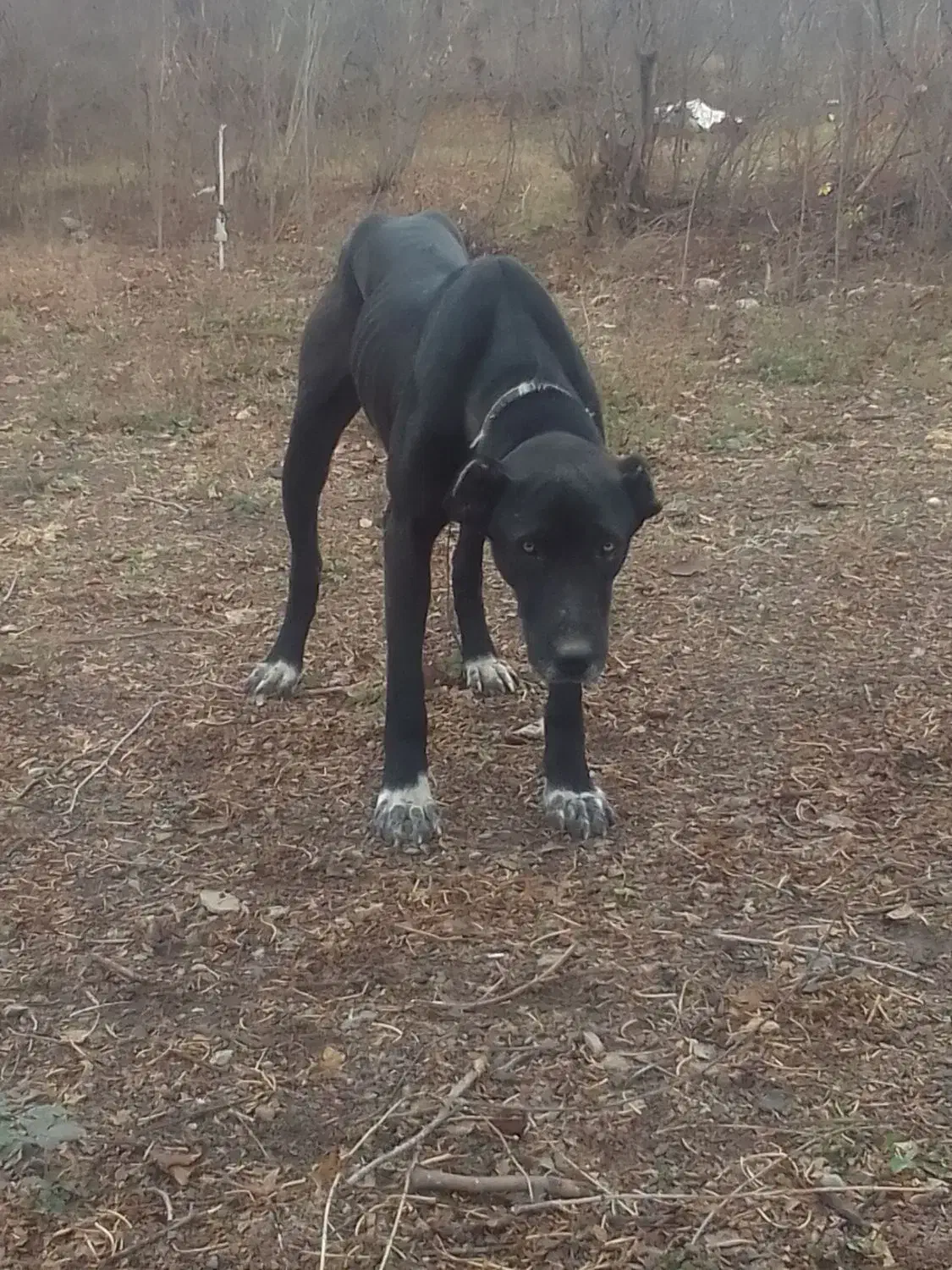 سگ سرابی|سگ|تبریز, |دیوار