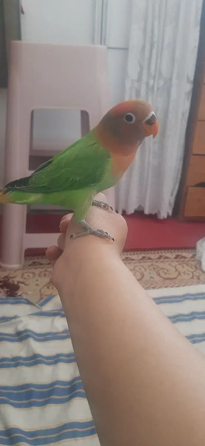 کوتوله جوجه|پرنده|بیرجند, |دیوار