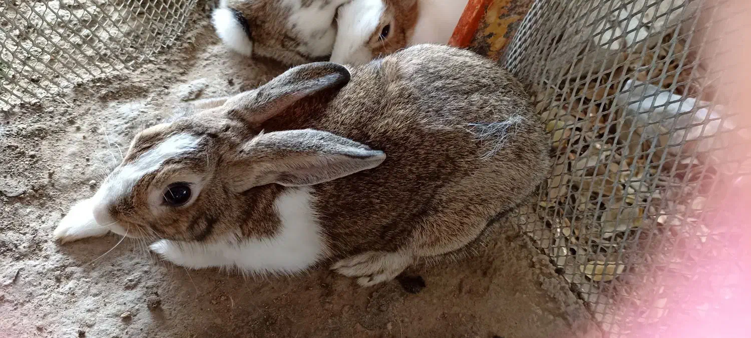 خرگوش ها سالم و سرحال|موش و خرگوش|بوشهر, |دیوار