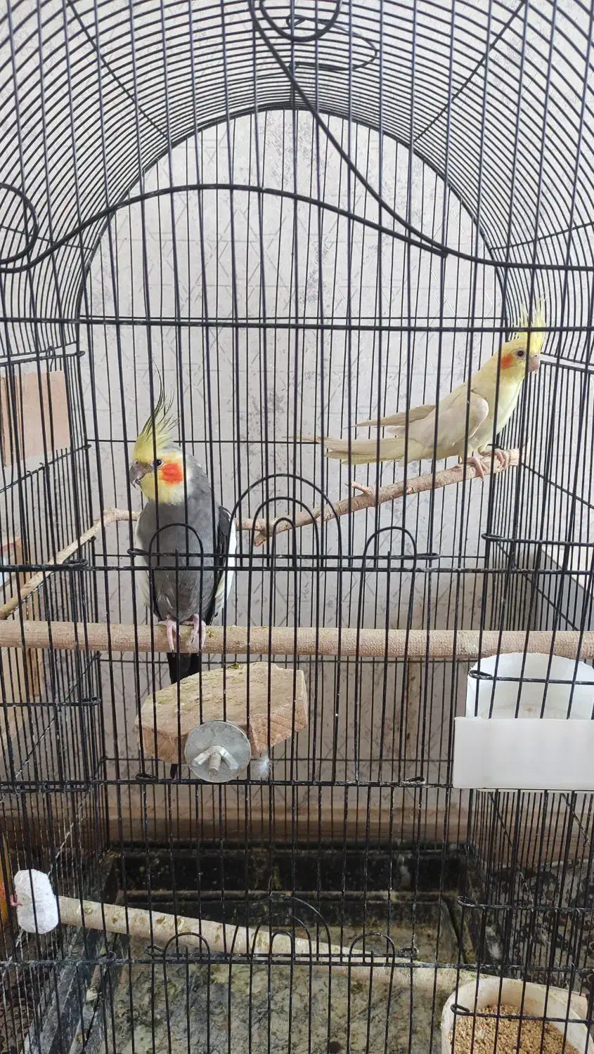 عروس هلندی جفت بالغ|پرنده|فردیس, انبار نفت|دیوار