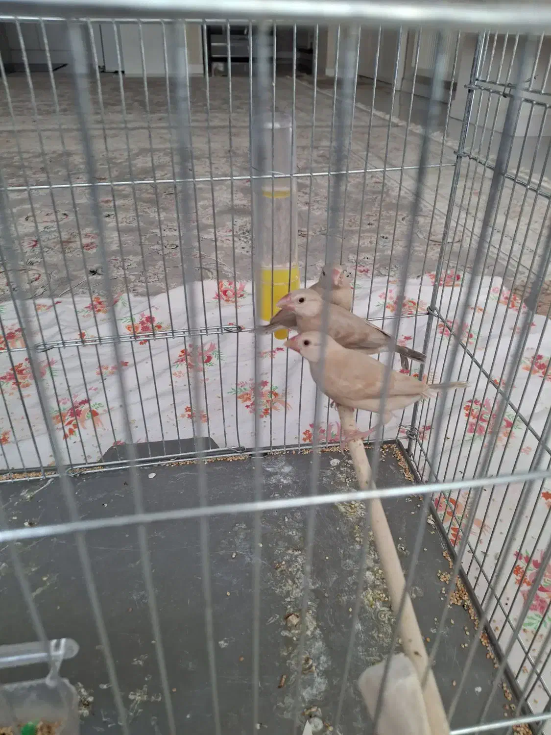 فروش سه تا جوجه فنج نرگسی شکلاتی|پرنده|شاهینشهر, شهرک میلاد|دیوار