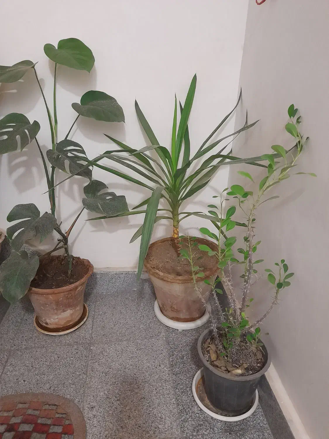 گل طبیعی|گل و گیاه طبیعی|نیشابور, شهرک فیروزه|دیوار