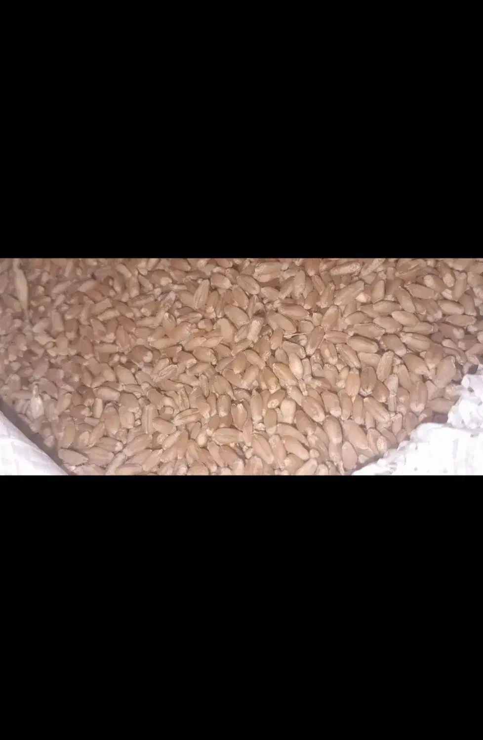 گندم سرحدی|خوردنی و آشامیدنی|عنبرآباد, |دیوار