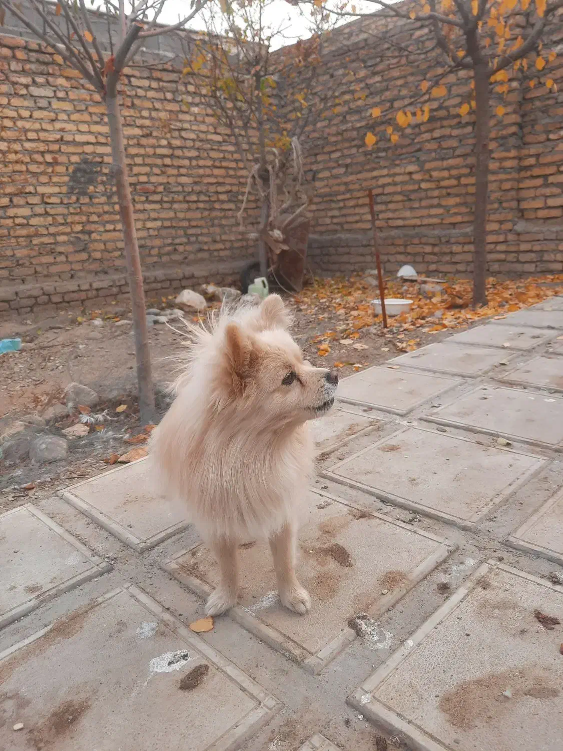 پامرین|سگ|تهران, انبار نفت|دیوار