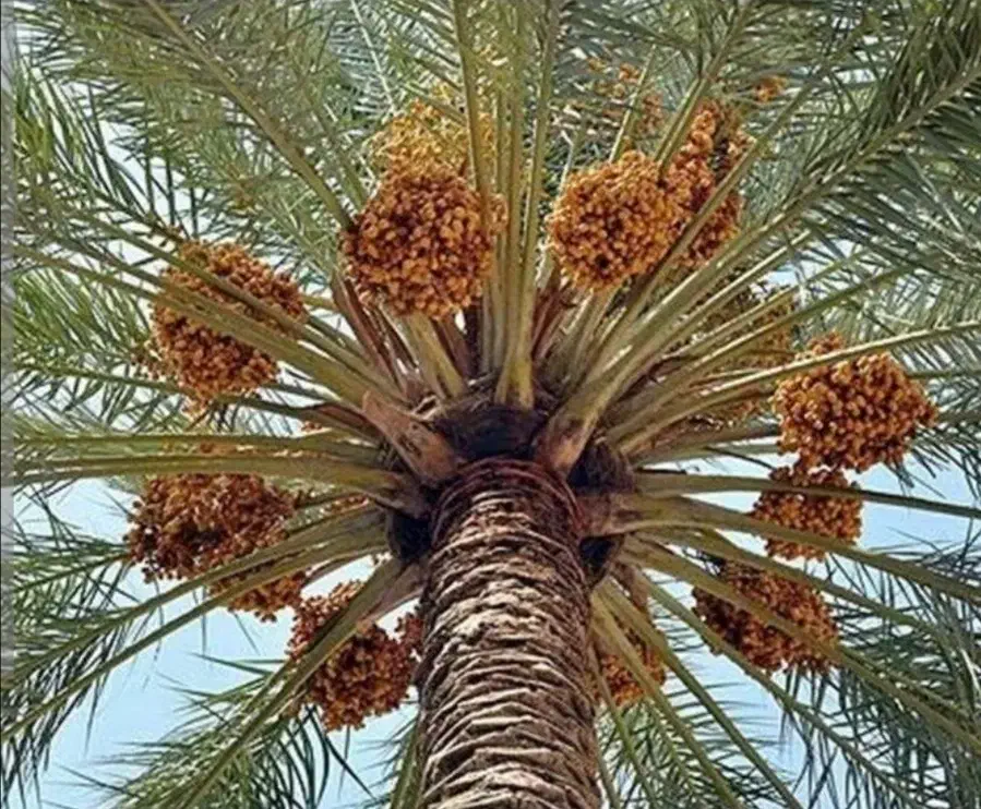 ق ص ب تازه|خوردنی و آشامیدنی|خرم بید, |دیوار