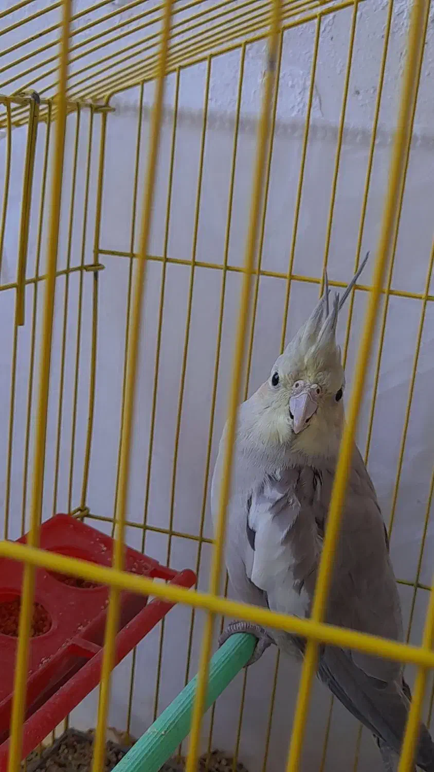 فروش عروس هلندی ماده دستی|پرنده|جهرم, |دیوار