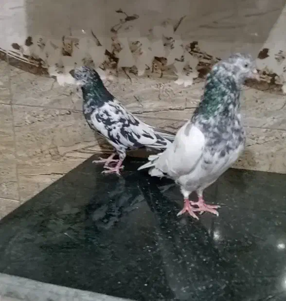 کبوتر پاکستانی پرشی|پرنده|یاسوج, |دیوار