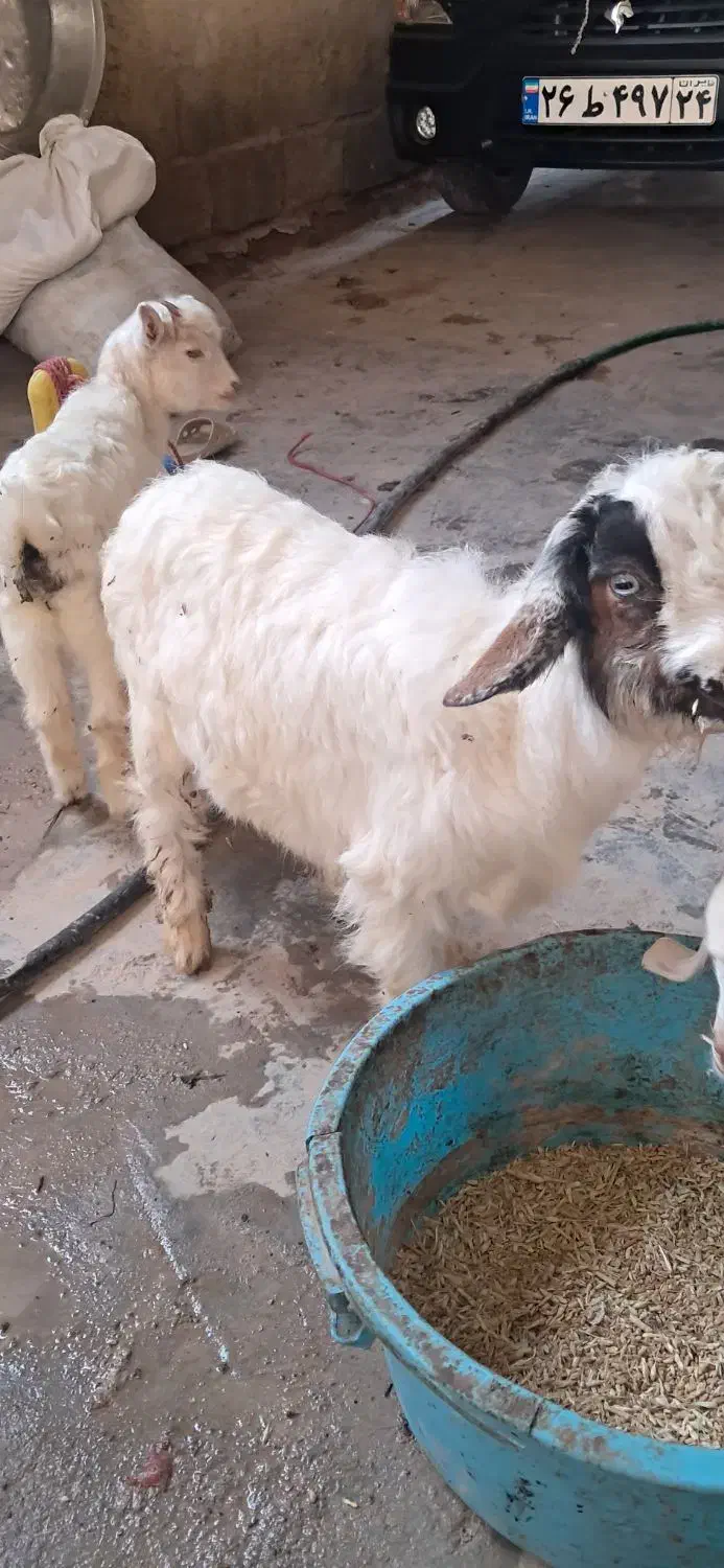 سه عدد بز نر ماده|حیوانات مزرعه|بندر ماهشهر, |دیوار