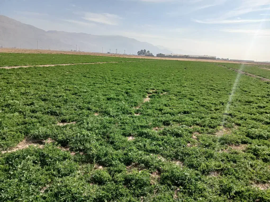 اجاره زمین کشاورزی|اجارهٔ دفتر صنعتی، کشاورزی، تجاری|مرودشت, محمد آباد|دیوار