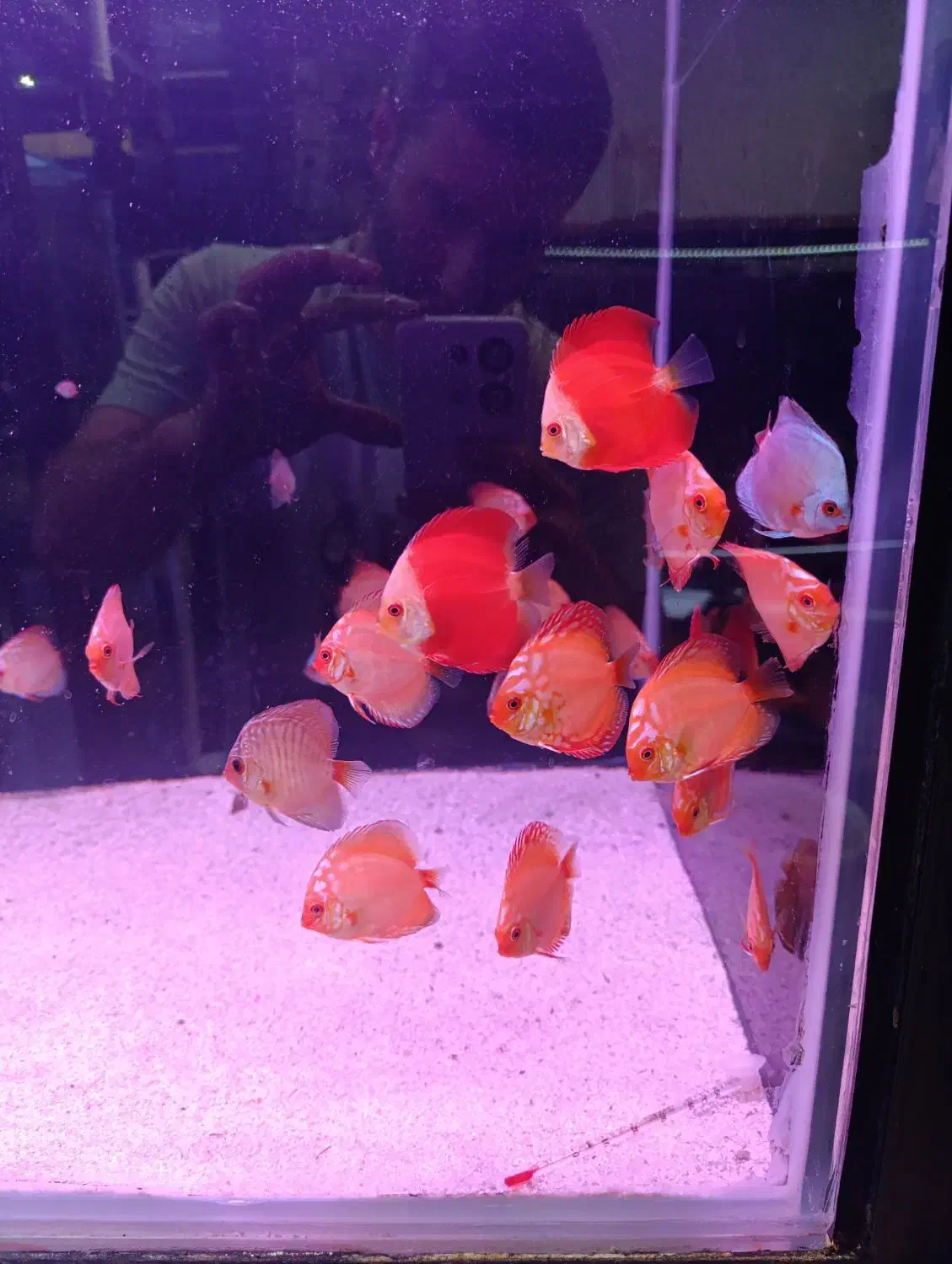 فروش دیسکس های درجه ۱|ماهی|رشت, پل تالشان|دیوار