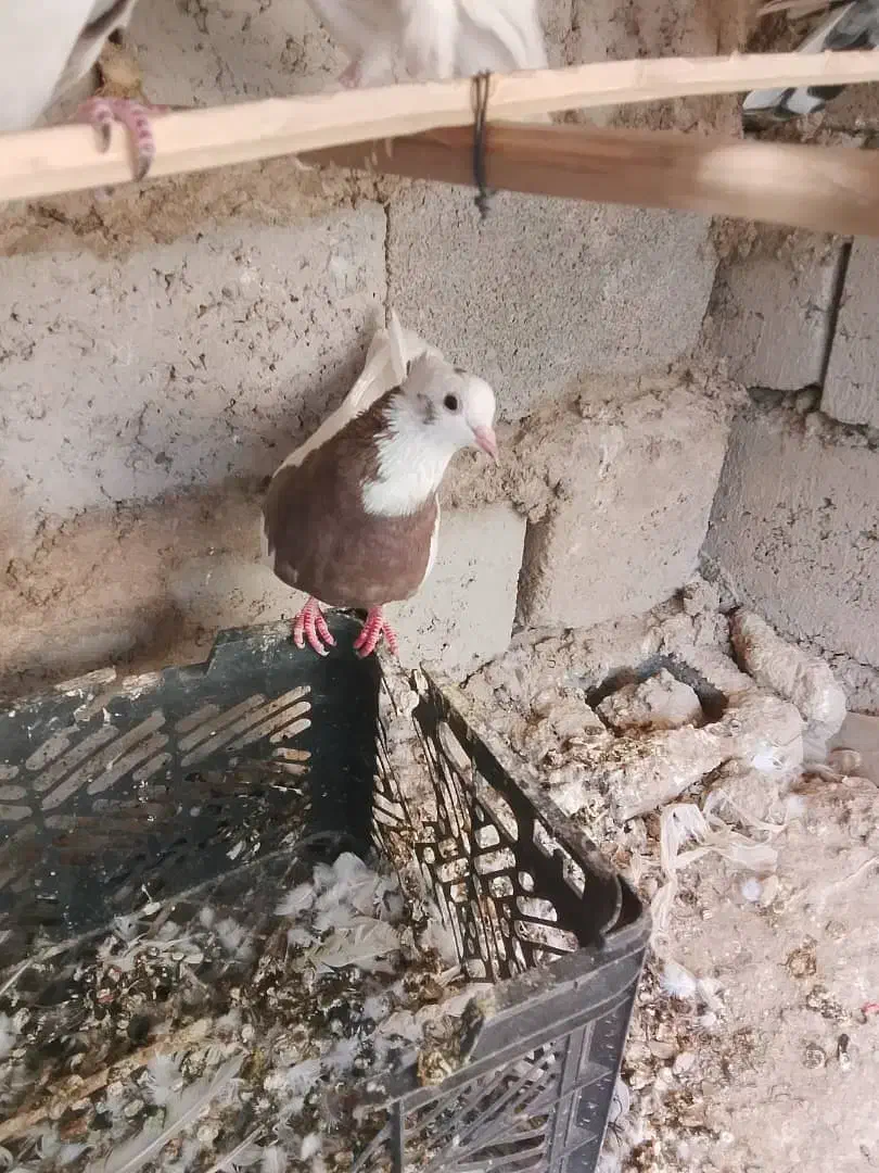 کبوتر طوقی ماده|پرنده|سراوان, |دیوار