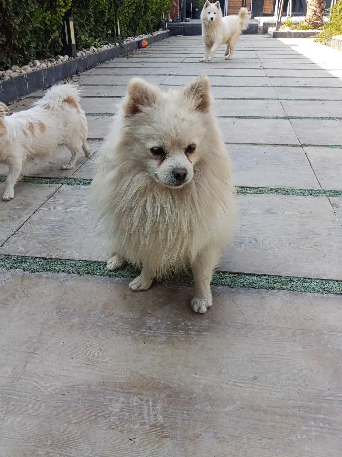 سگ  پامرا  جنسیت نر سایز ۲|سگ|هشتگرد, تهران دشت|دیوار