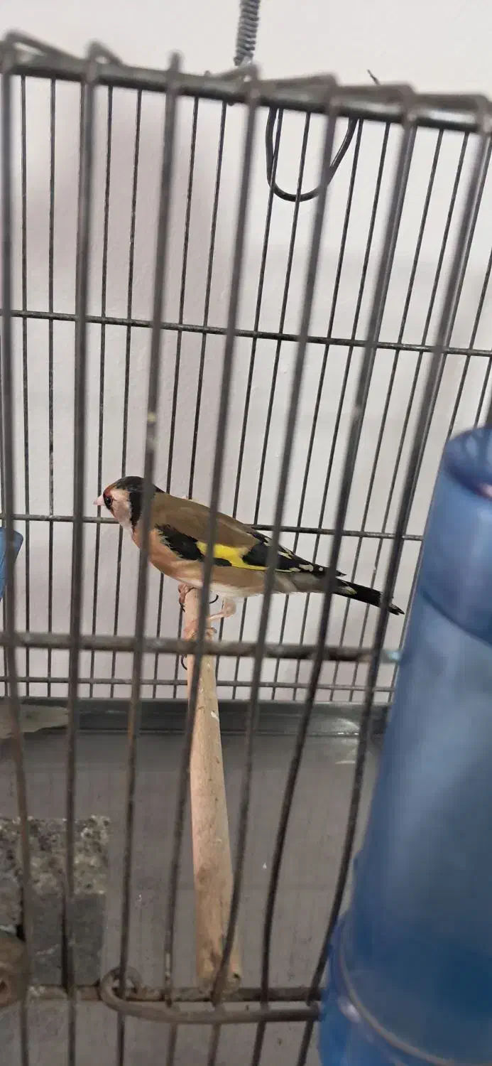 سره|پرنده|قرچک, مهدیه|دیوار