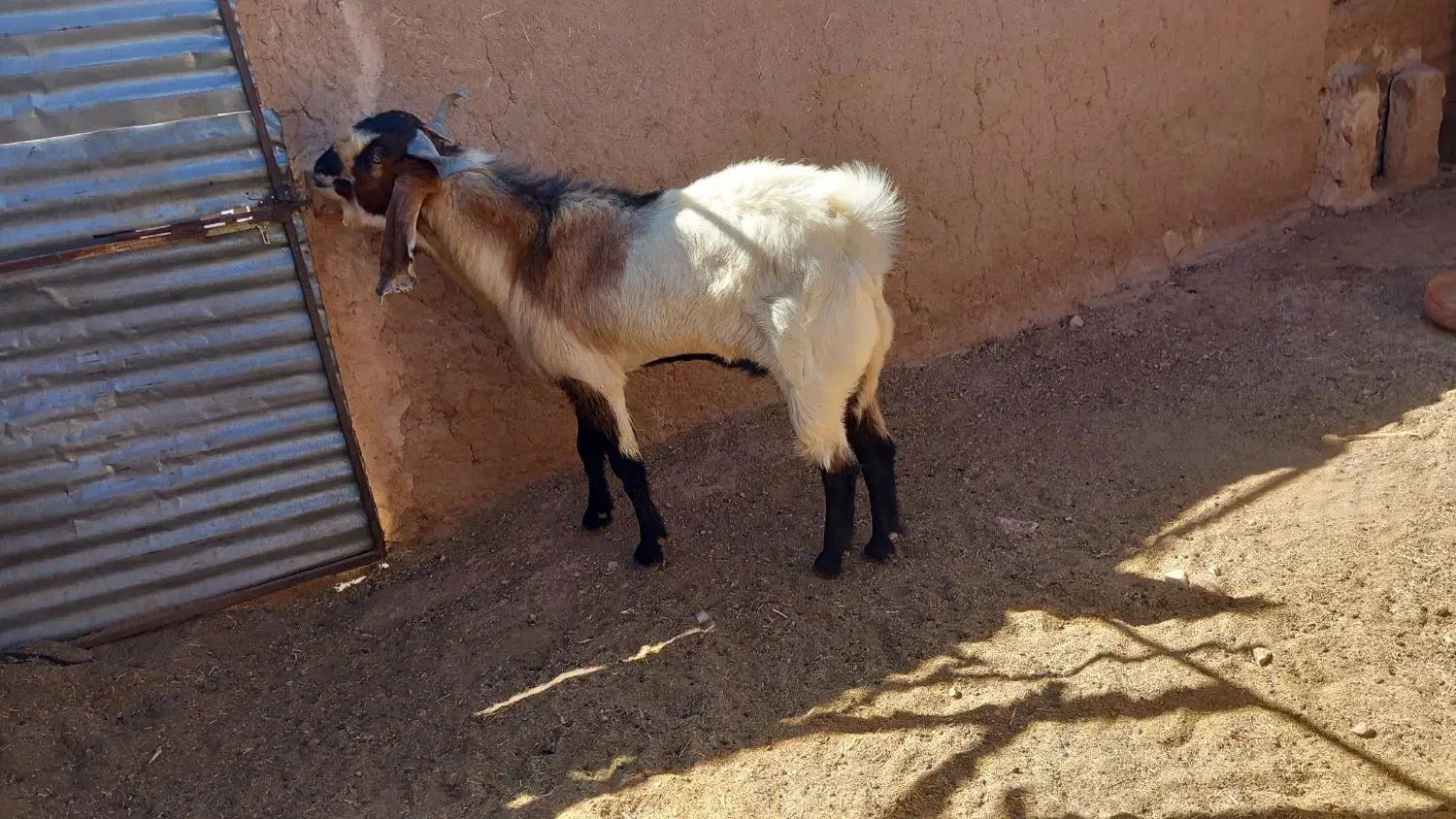 چبش|حیوانات مزرعه|بجستان, |دیوار