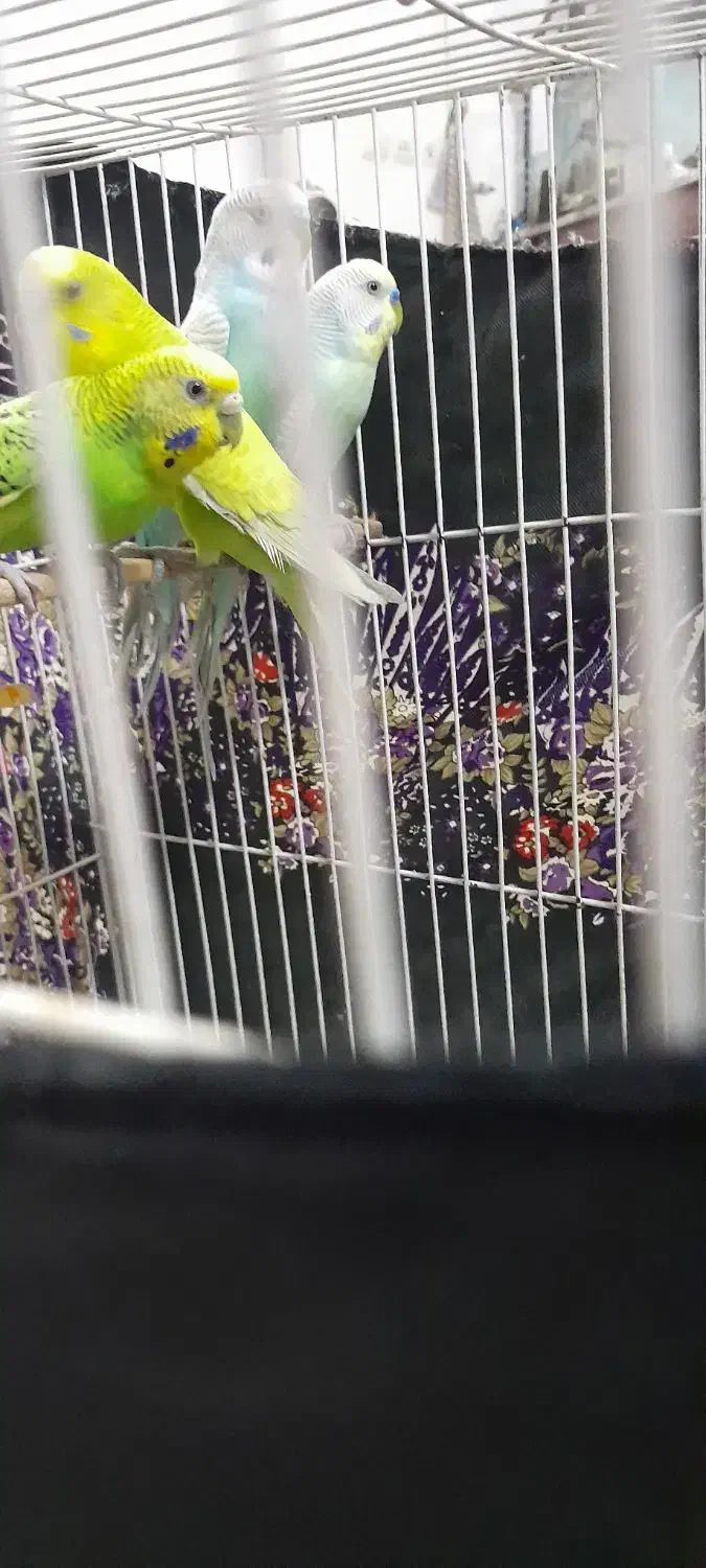 2 جفت مرغ عشق|پرنده|مشهد, قائم|دیوار