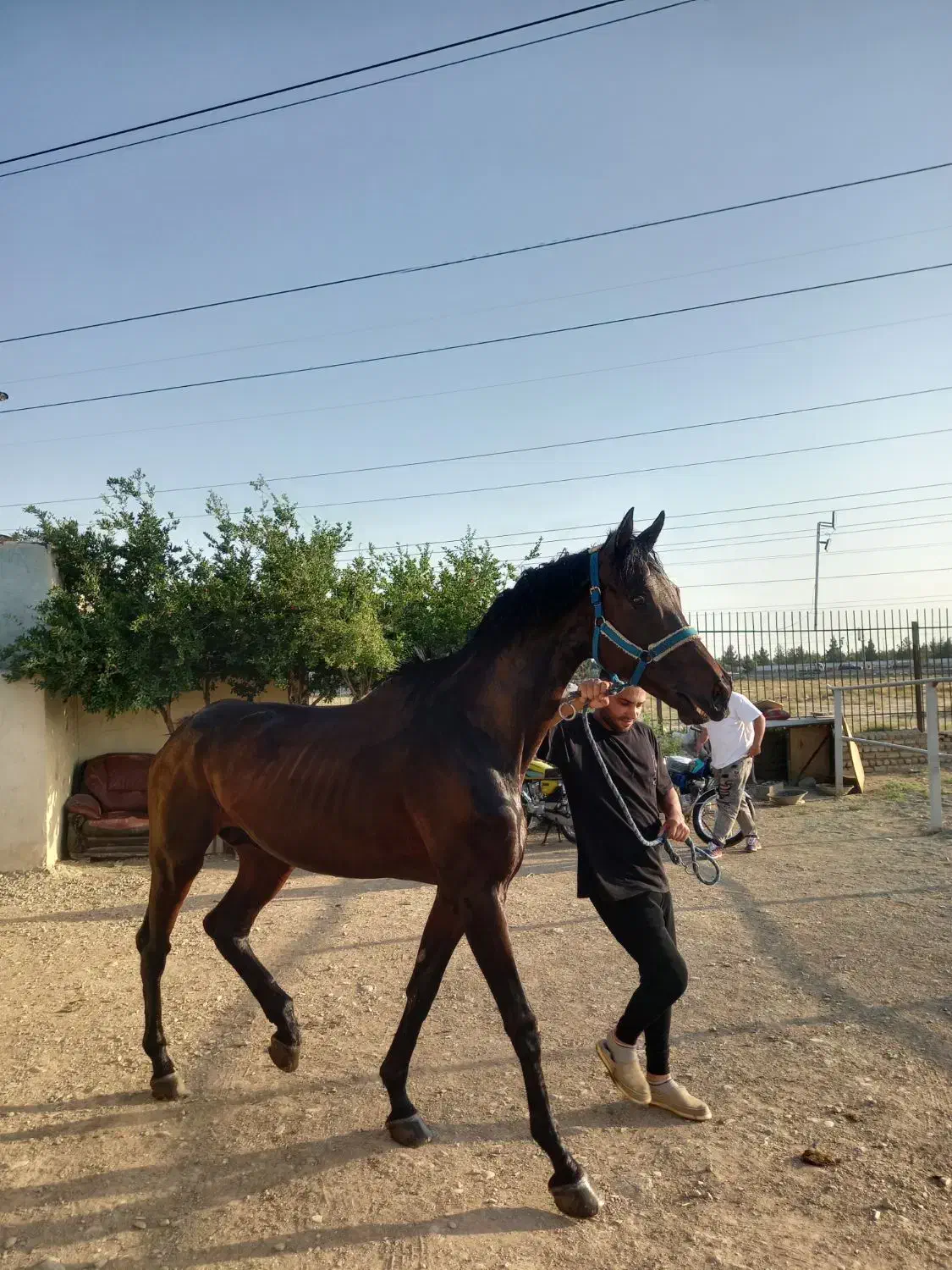 نریان یکسر خارجی درشت۱۷۵|اسب و تجهیزات اسب‌سواری|اسلام‌شهر, شهرک واوان|دیوار