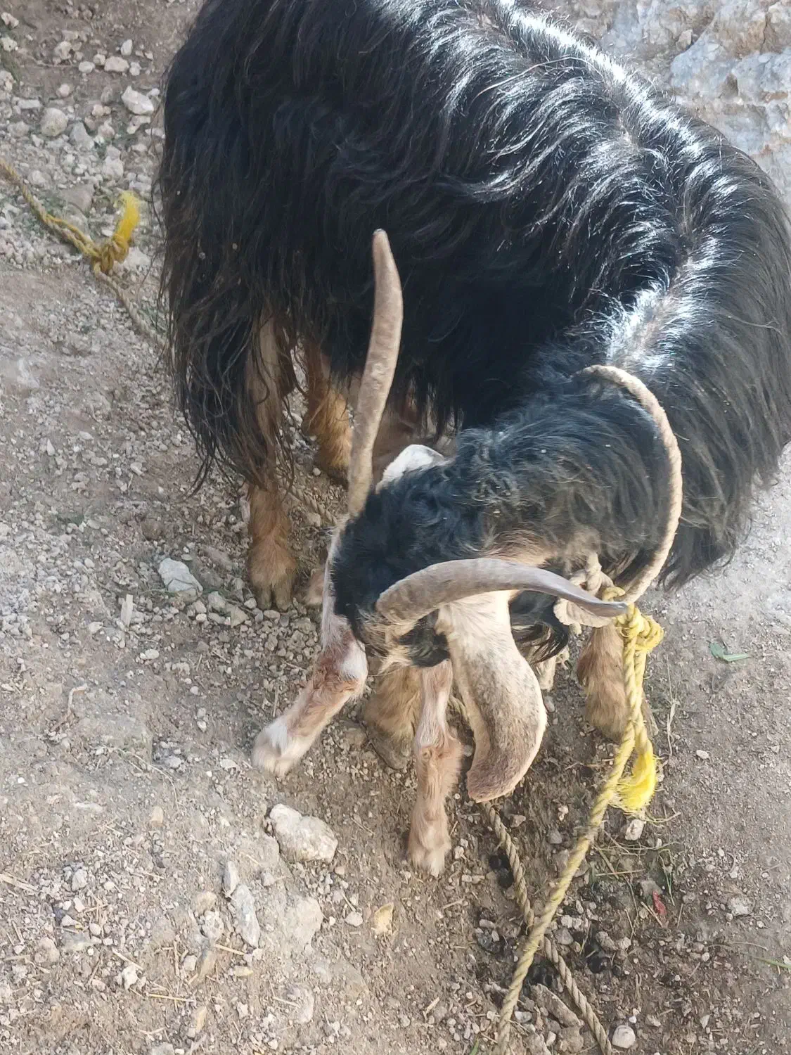 بز با بیگ|حیوانات مزرعه|مسجد سلیمان, |دیوار