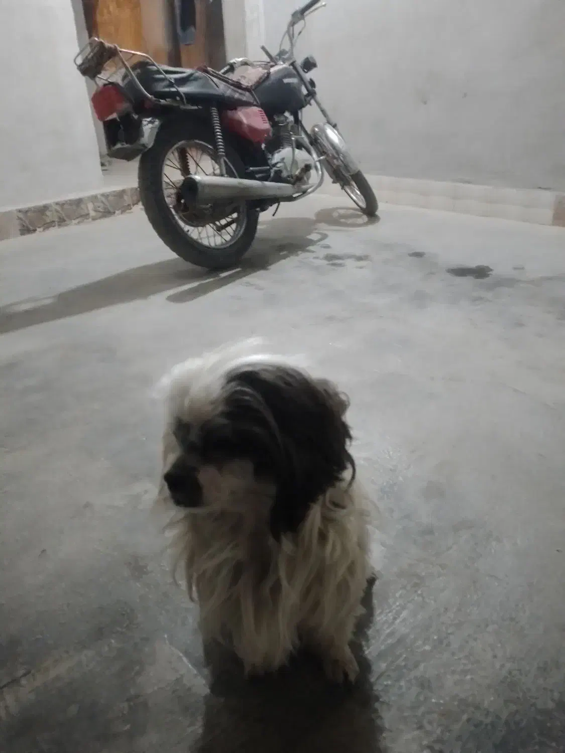 واگذاری سگ خانگی|سگ|زرین دشت (همدان), |دیوار