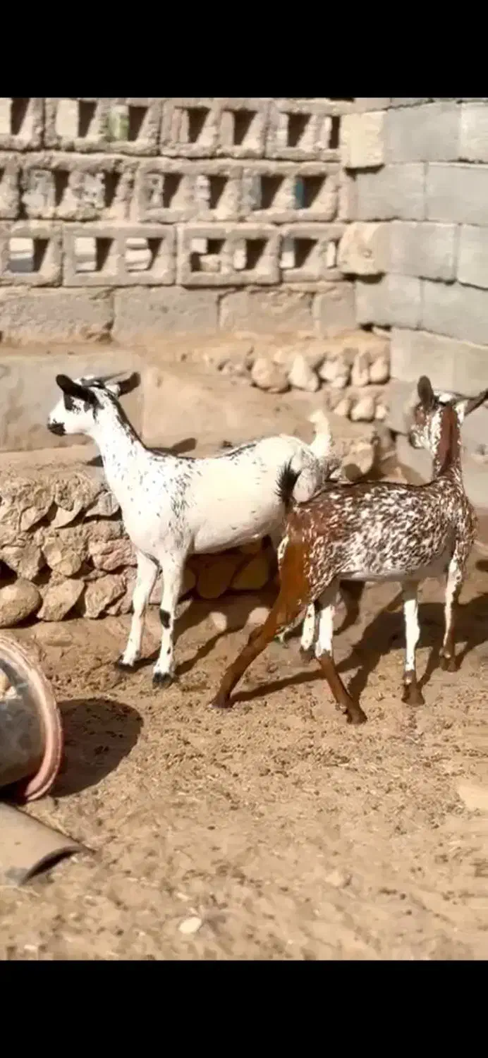 عربی اصلی|حیوانات مزرعه|کرمان, |دیوار