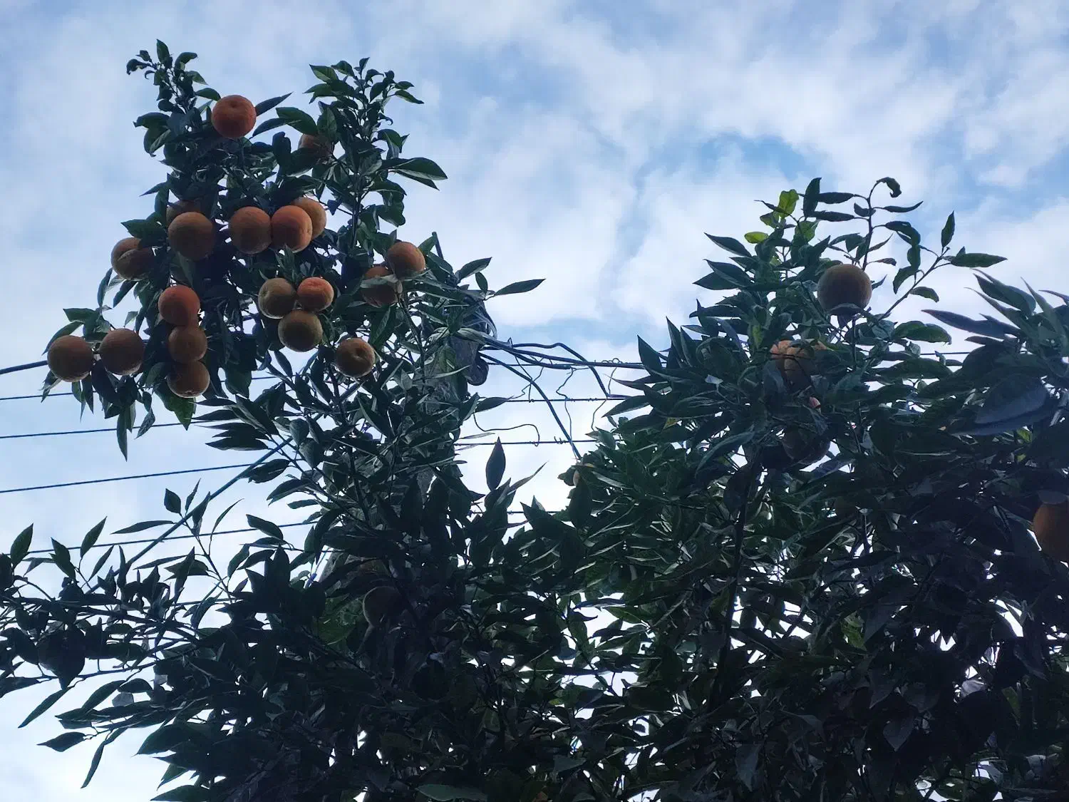 نارنج محلی آبدار|خوردنی و آشامیدنی|سلمانشهر, |دیوار