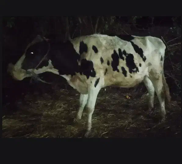 گاو آبستن|حیوانات مزرعه|لیسار, |دیوار