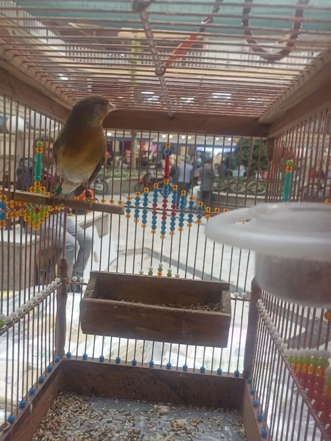 انواع سهره قناری چهار گل قفس چوبی وغیر، تماس|پرنده|مشهد, عنصری|دیوار