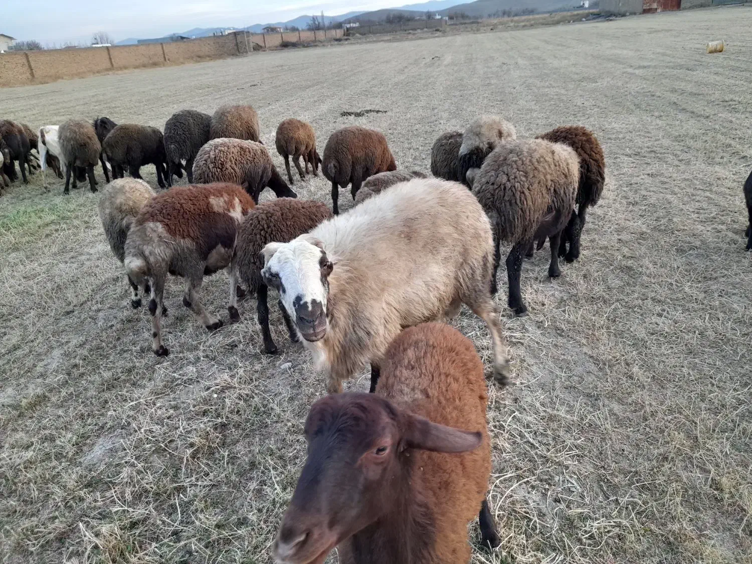 قوچ ،میش‌ بره بز بزغاله بره نر بره ماده|حیوانات مزرعه|ملایر, |دیوار