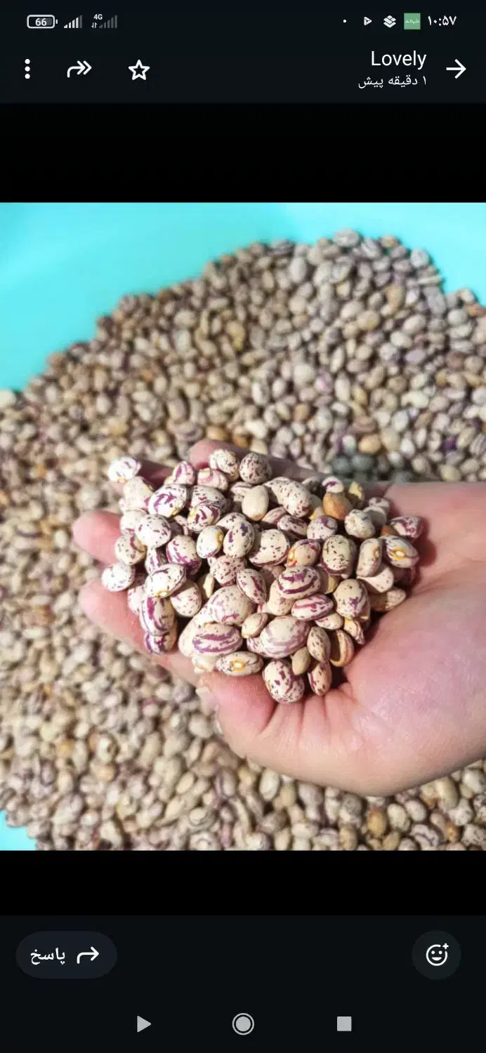 لوبیا چیتی درجه یک|عمده‌فروشی|آباده, |دیوار