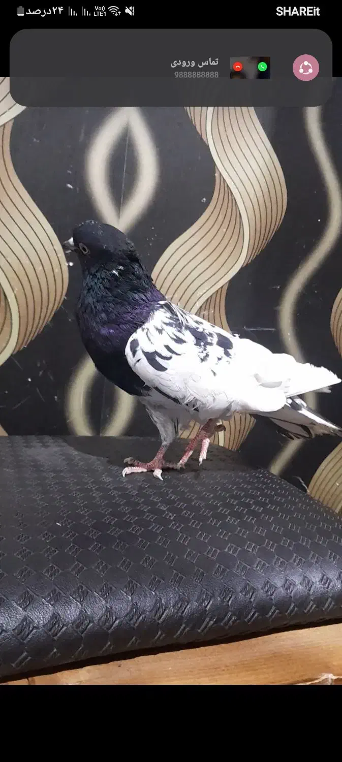 کبوتر|پرنده|قزوین, |دیوار