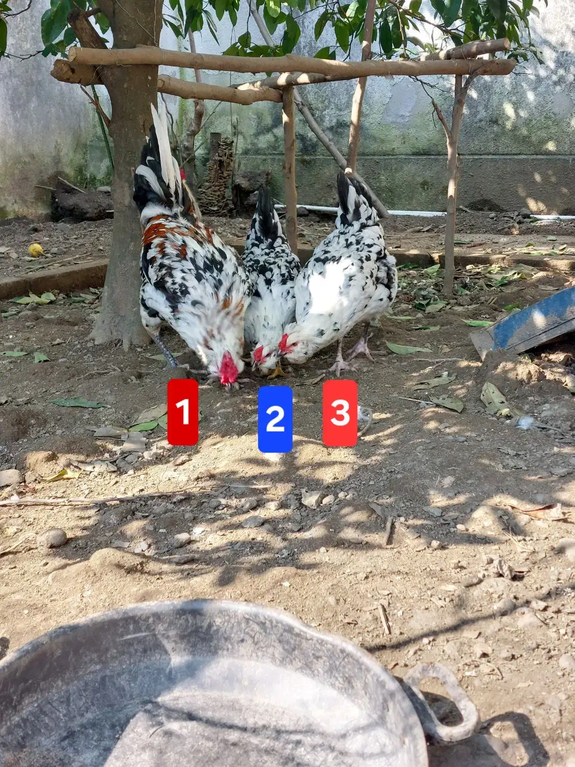 مرغ و خروس محلی|حیوانات مزرعه|چابکسر, |دیوار