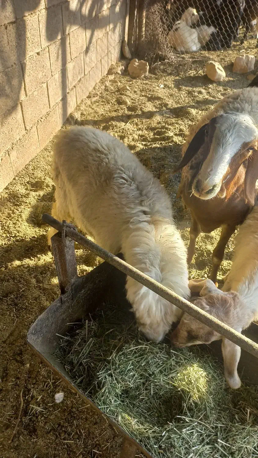 فروش کهره،بز،بره|حیوانات مزرعه|شیراز, میانرود|دیوار