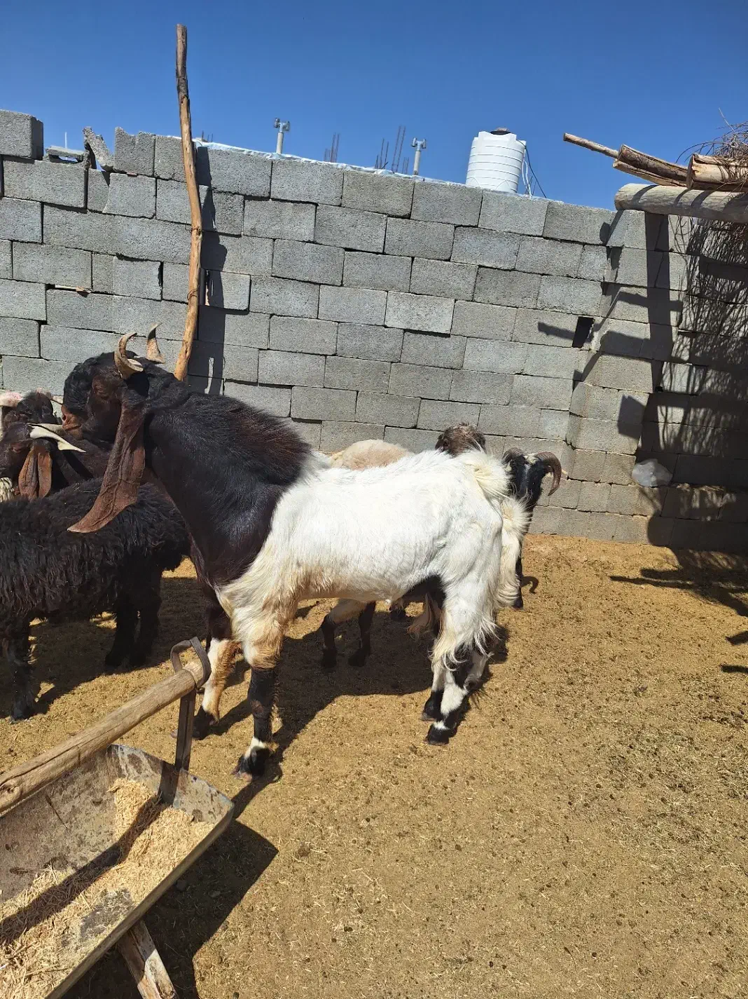یک راس دبر نژاد پاکستانی|حیوانات مزرعه|رستاق, |دیوار