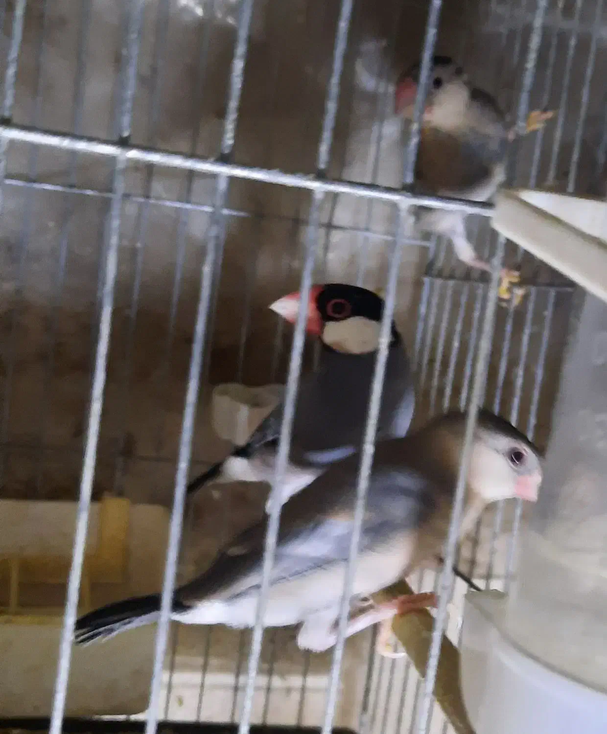 فنچ نرگسی مولد|پرنده|تهران, نگین غرب|دیوار