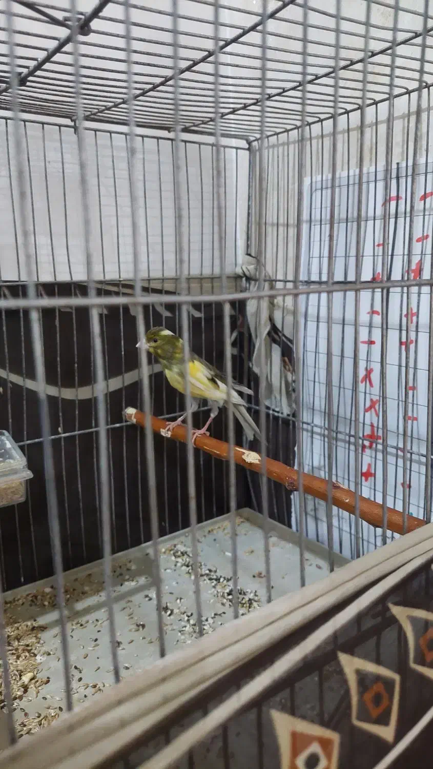 قناری نر، ریزه خونی میکنه|پرنده|کاشان, ولی سلطان|دیوار