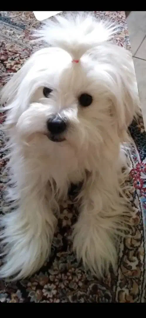 گمشده|حیوانات|کرمانشاه, |دیوار