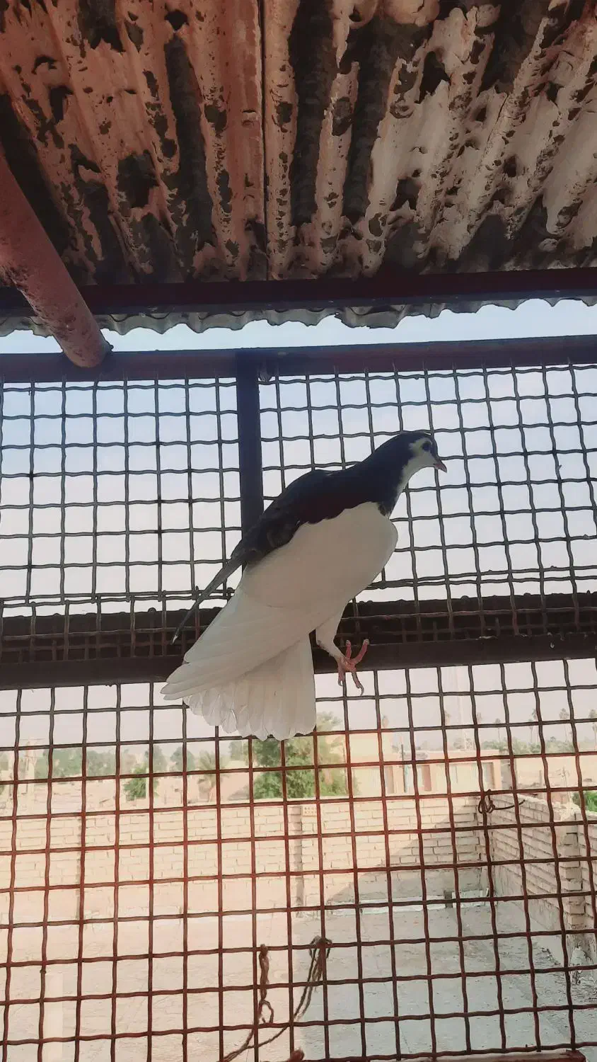 یک جفت جوجه چپی و یال|پرنده|حمیدیه, |دیوار