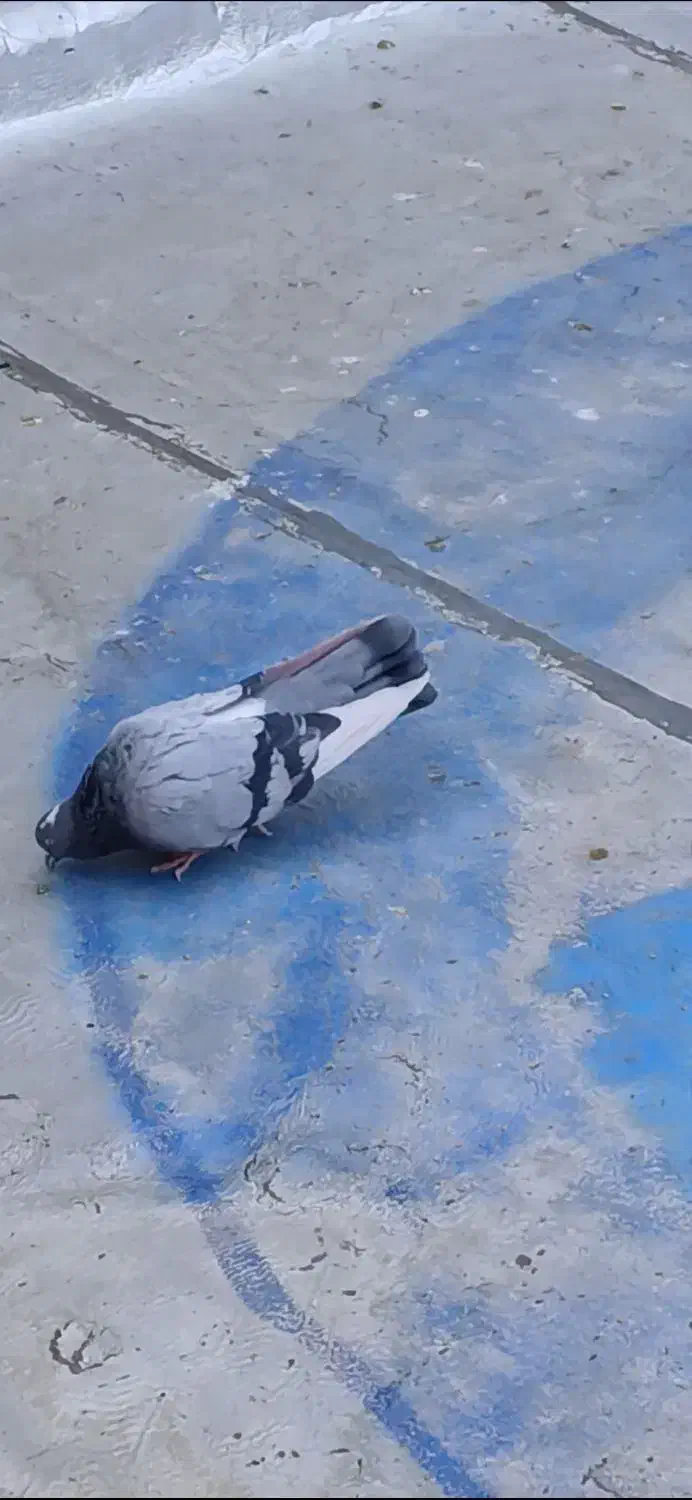 کفتر نر پرشی|پرنده|شهریار, ابراهیمآباد|دیوار