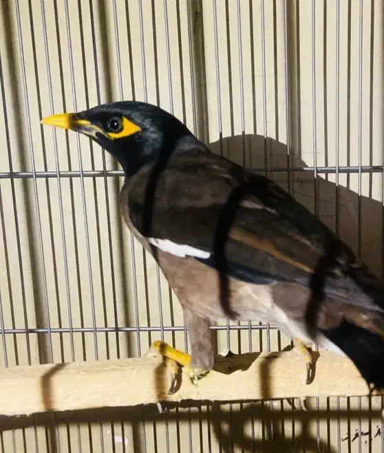 جوجه مینا ۷ماهه(اصل پاکستانی نر)|پرنده|شیراز, ستارخان|دیوار