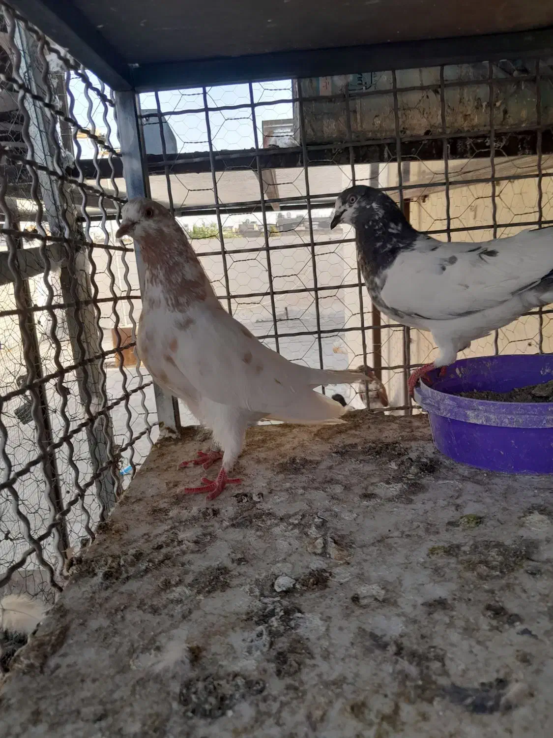 کبوتر پرشی|پرنده|اصفهان, دستگرده|دیوار