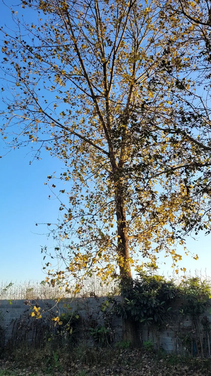 فروش درخت صنوبر|عمده‌فروشی|آستانه اشرفیه, |دیوار