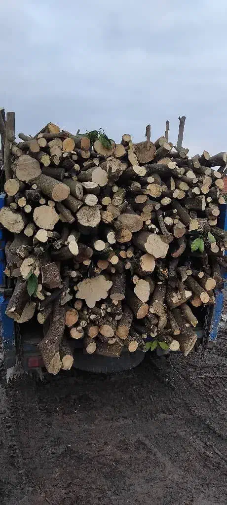 خرید انواع چوب های توباغی و مرکبات|خدمات باغبانی و درختکاری|ساری, |دیوار