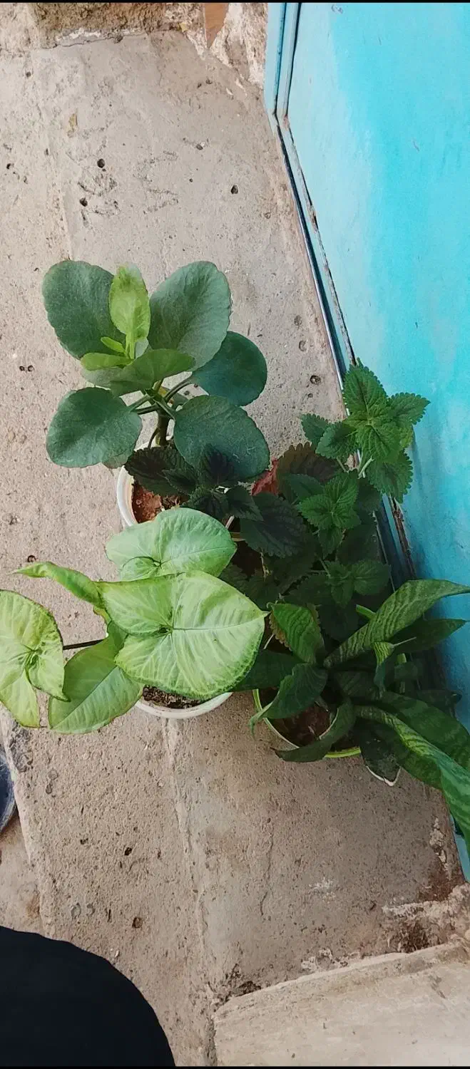 گل و گیاه|گل و گیاه طبیعی|اندیکا, |دیوار