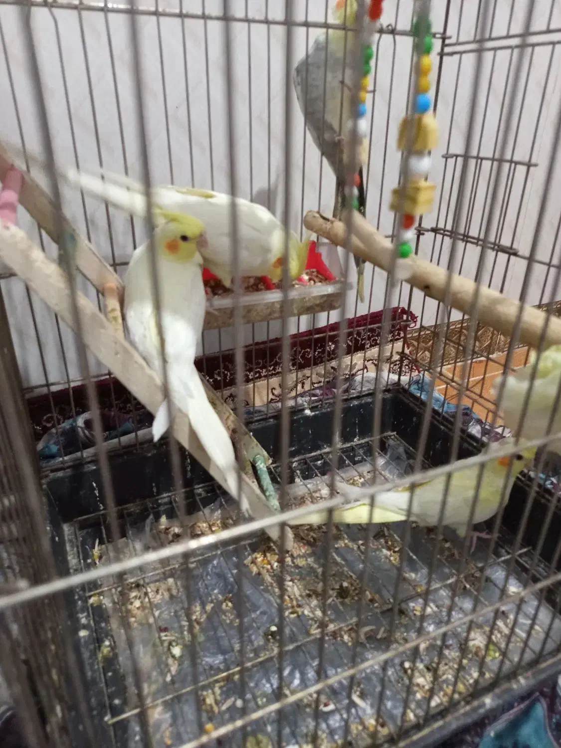 عروس هلندی|پرنده|پاکدشت, حصار امیر|دیوار