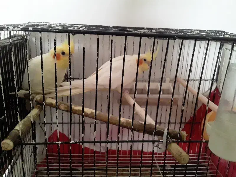 جفت عروس هلندی|پرنده|چناران, |دیوار